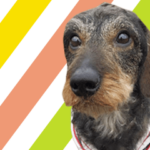 意見いたします。英語版