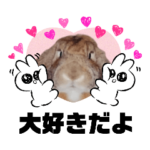 うちの子シリーズ『うさぎのきなこさん』