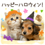 アニマル ハロウィン