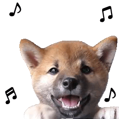 動く 柴犬の写真スタンプ4 赤ちゃん Line無料スタンプ 隠しスタンプ 人気スタンプ クチコミサイト スタンプバンク
