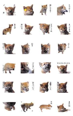 動く 柴犬の写真スタンプ4 赤ちゃん Line無料スタンプ 隠しスタンプ 人気スタンプまとめサイト スタンプバンク