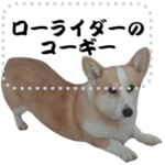 ローライダーのコーギー