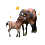 農工大学のミニホースたち