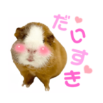 ちり助とカーリーFamily♡