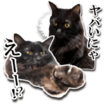 実写だにゃん♥️黒猫長毛