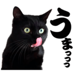 キャッツイン東京卒業猫スタンプ第1弾