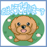 TOY POODLE トイプードル V11 