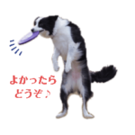 ボーダーコリー ツムツムといつメンも一緒