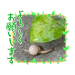 なごみツムツム