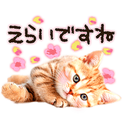 猫写真スタンプ9 敬語 ていねい語 Line無料スタンプ 隠しスタンプ 人気スタンプ クチコミサイト スタンプバンク