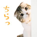 まんまる猫の「どんぐり」２