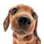 THE DOG ダックスフンド