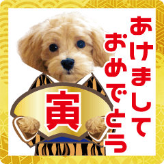 飛び出す 犬のまるちゃん 正月 祝 実写 Line無料スタンプ 隠しスタンプ 人気スタンプ クチコミサイト スタンプバンク