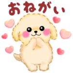 気持ちを伝える♥かわいいトイプードル2