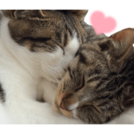 保護猫きょうだいの日常 