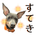 ミニチュアピンシャー　ブルータンの日常